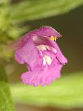 Gal�opsis � feuilles �troites