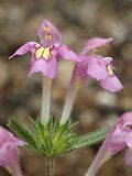 Gal�opsis ladanum