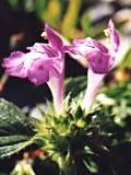 Gal�opsis des Pyr�n�es