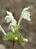 Gal�opsis des moissons