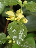 Ortie jaune